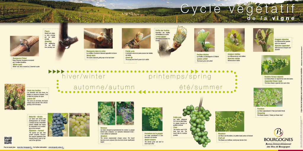 cycle végétatif de la vigne 